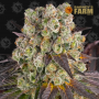 BARNEY'S FARM PURPLE PUNCH X LEMON DRIZZLE FEM 1 UND