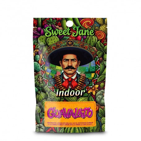 CBD Sweet Jane Indoor Guavalato