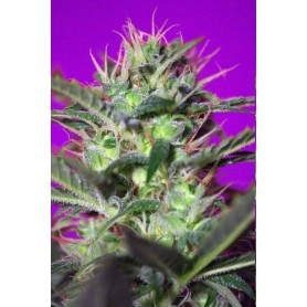 3 Semillas Botafumeiro de Sweet Seeds