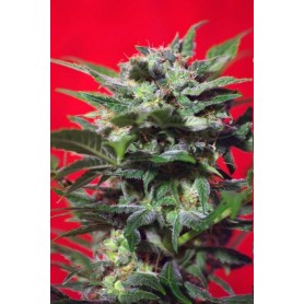 5 Semillas de Green Poison Feminizadas de Sweet Seeds