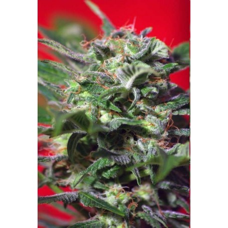 5 Semillas Ganesh Spirit de Sweet Seeds