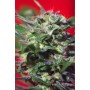5 Semillas Ganesh Spirit de Sweet Seeds