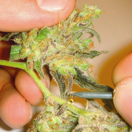 3 Semillas Channel Feminizadas de Medical Seeds