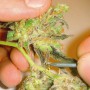 3 Semillas Channel Feminizadas de Medical Seeds