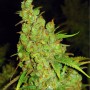 3 Semillas 1024 Feminizadas de Medical Seeds