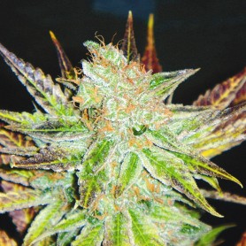 5 Semillas Prozack Feminizadas de Medical Seeds