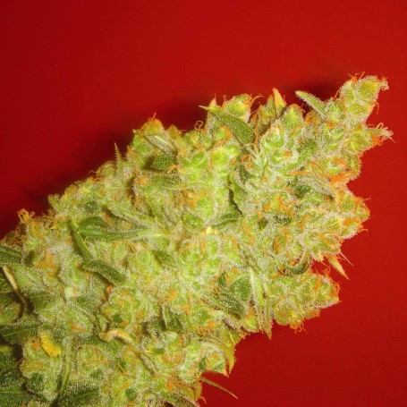 3 Semillas Jack la Mota Feminizadas Medical Seeds