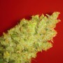 3 Semillas Jack la Mota Feminizadas Medical Seeds