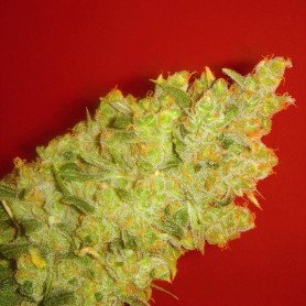 5 Semillas Jack la Mota Feminizadas Medical Seeds