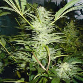 3 Semillas White Widow Feminizadas Medical Seeds