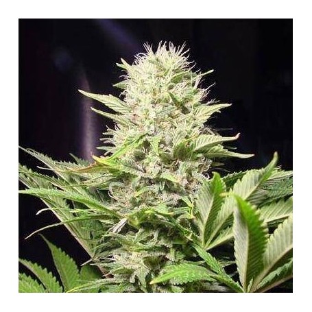 10 Semillas Spoetnik Feminizadas Paradise Seeds