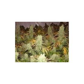 3 Semillas Ice Cream Feminizadas Paradise Seeds