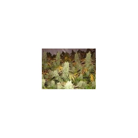 3 Semillas Ice Cream Feminizadas Paradise Seeds