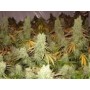 3 Semillas Ice Cream Feminizadas Paradise Seeds