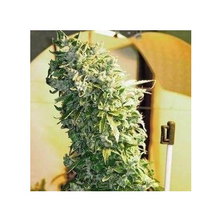 3 Semillas Maxi Gom Autofloreciente de Grass o Matic