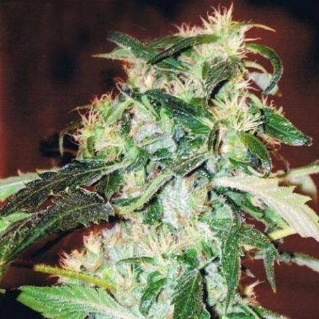 5 Semillas Jack 47 Feminizadas Sweet Seeds