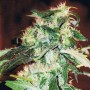 5 Semillas Jack 47 Feminizadas Sweet Seeds