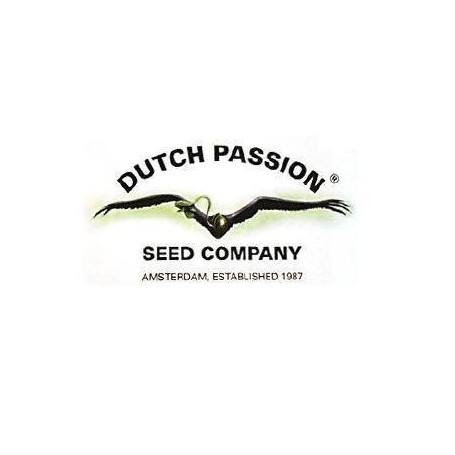 5 Semillas Jorge’s Diamonds Feminizadas Dutch Passion