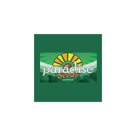 10 Semillas Wappa Feminizadas Paradise Seeds