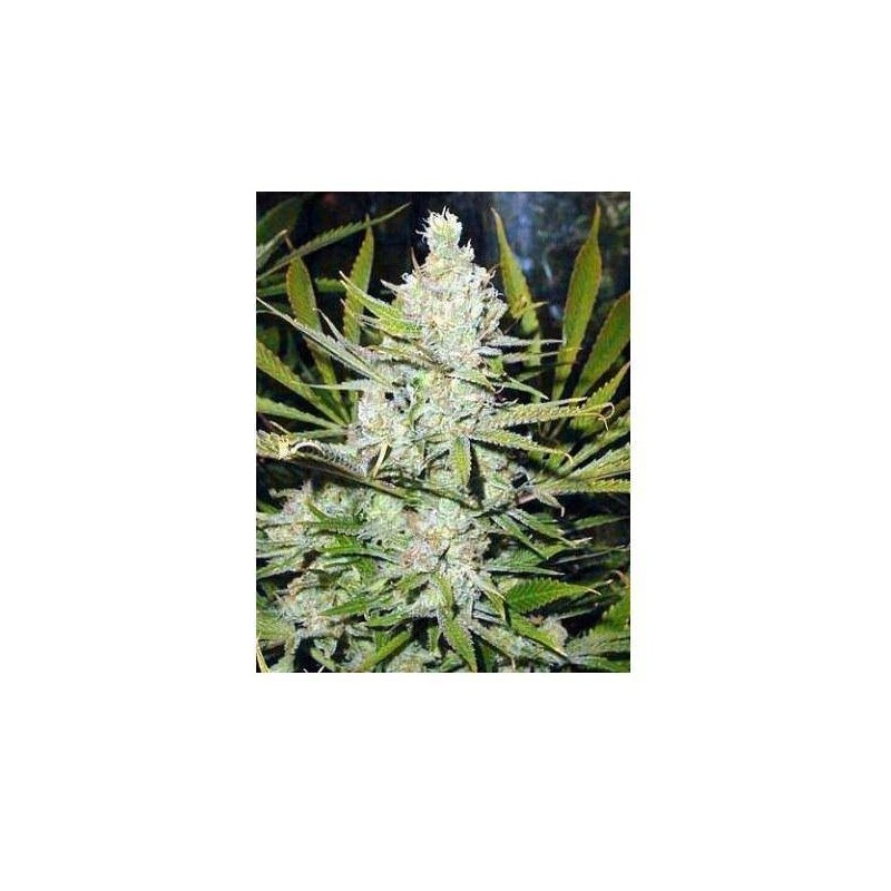 Semillas Feminizadas De Marihuana Soma Seed Amnesia Haze - 5 Fem.