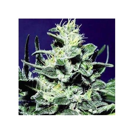 3 Semillas Nebula Feminizadas de Paradise Seeds