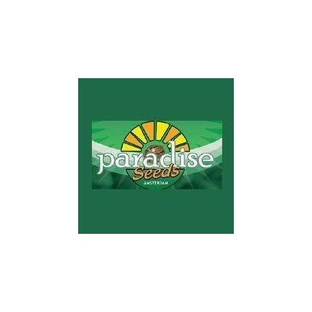 3 Semillas Wappa Feminizadas Paradise Seeds