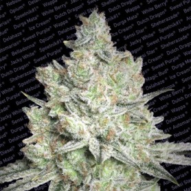 3 Semillas Jacky White Feminizadas de Paradise Seeds