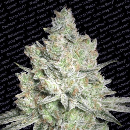 3 Semillas Jacky White Feminizadas de Paradise Seeds