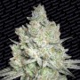 3 Semillas Jacky White Feminizadas de Paradise Seeds