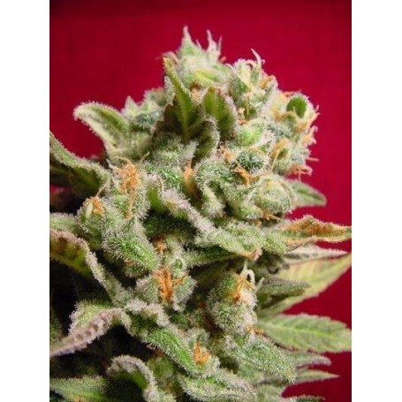 3 Semillas Dutch Dragon Feminizadas de Paradise Seeds
