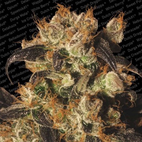 3 Semillas White Berry Feminizadas Paradise Seeds