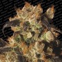 3 Semillas White Berry Feminizadas Paradise Seeds