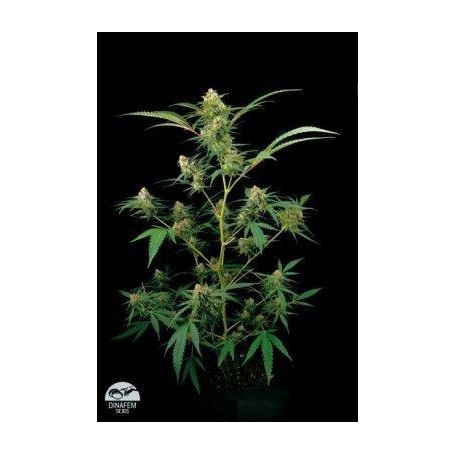 10 Semillas Critical +  Feminizada Dinafem