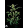 5 Semillas Critical +  Feminizada Dinafem