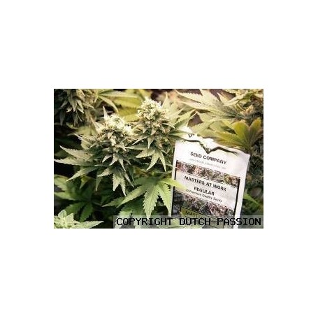 5 Semillas Master Kush Feminizadas Dutch Passion