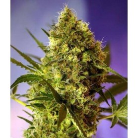 3 Semillas Big Devil Autofloreciente de Sweet Seeds