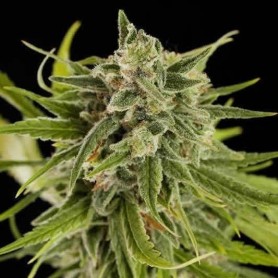 3 Semillas Sweet Deep Grapefruit Feminizada Dinafem