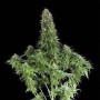 3 Semillas White Siberian Feminizada Dinafem