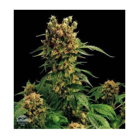 1 Semilla California Hash Plant de Dinafem