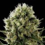 1 Semilla Critical Jack de Dinafem