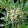 1 Semilla Diesel Feminizada de Dinafem