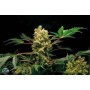1 Semilla Power Kush Feminizada Dinafem