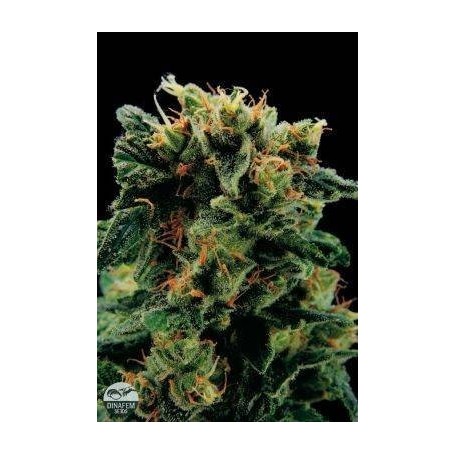 1 Semilla Royale Haze Feminizada Dinafem