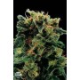 1 Semilla Royale Haze Feminizada Dinafem