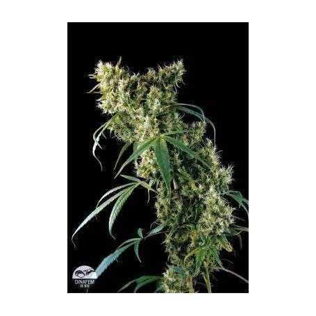 1 Semilla Super Silver Haze Feminizada Dinafem