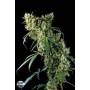 1 Semilla Super Silver Haze Feminizada Dinafem