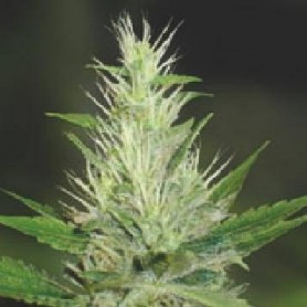 10 Semillas Feminizada de Malakoff de Medical Seeds