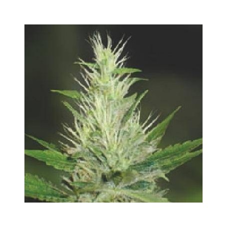 3 Semillas Feminizada de Malakoff de Medical Seeds