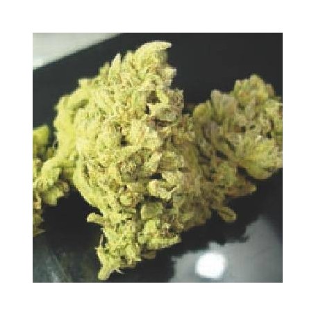 3 Semillas No Name Feminizadas de Medical Seeds