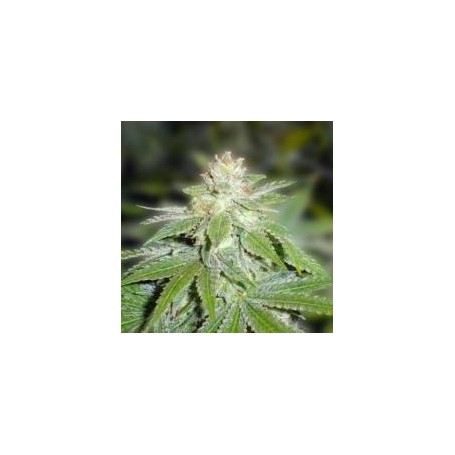 10 semillas de Devil Fruit de Medical Seeds